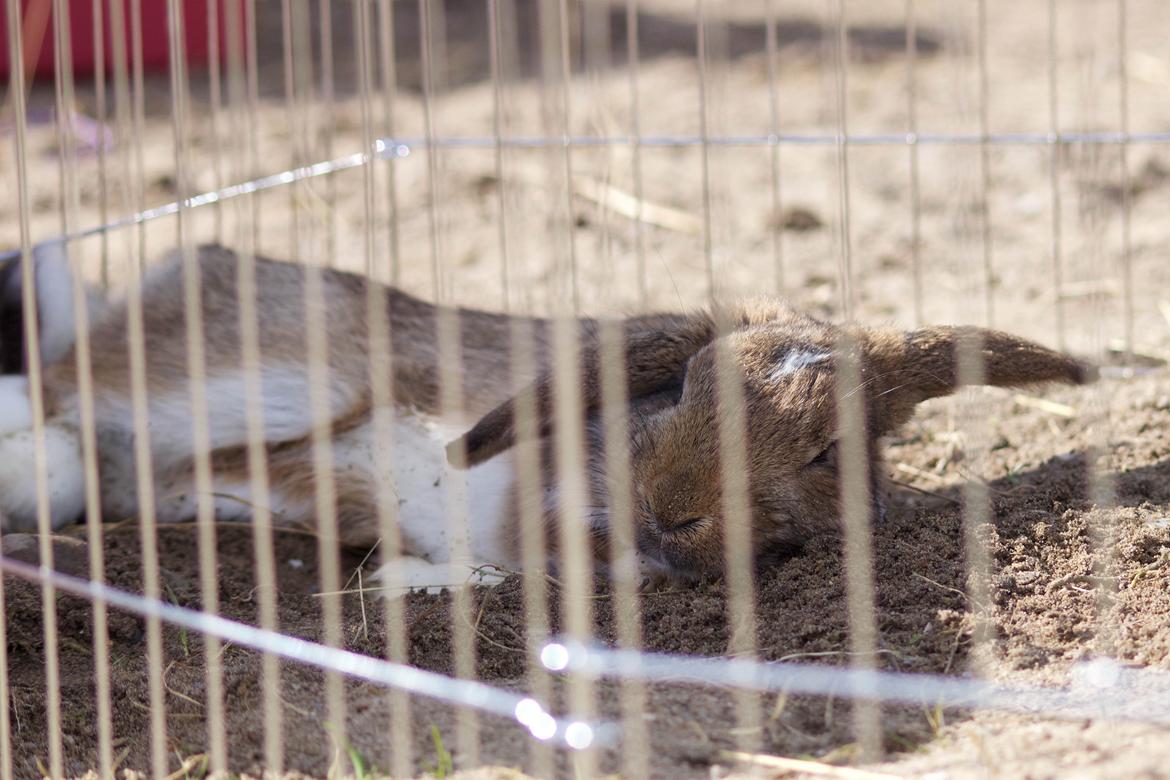 Kanin Zincerellas High Sparrow billede 7