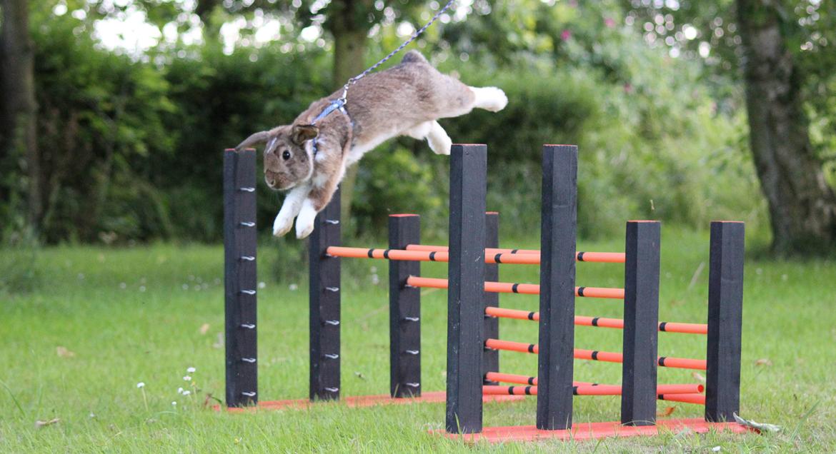 Kanin Zincerellas High Sparrow billede 5