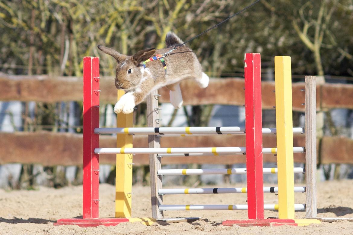 Kanin Zincerellas High Sparrow billede 11