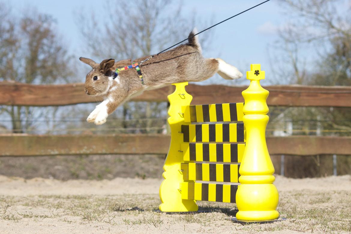 Kanin Zincerellas High Sparrow billede 8