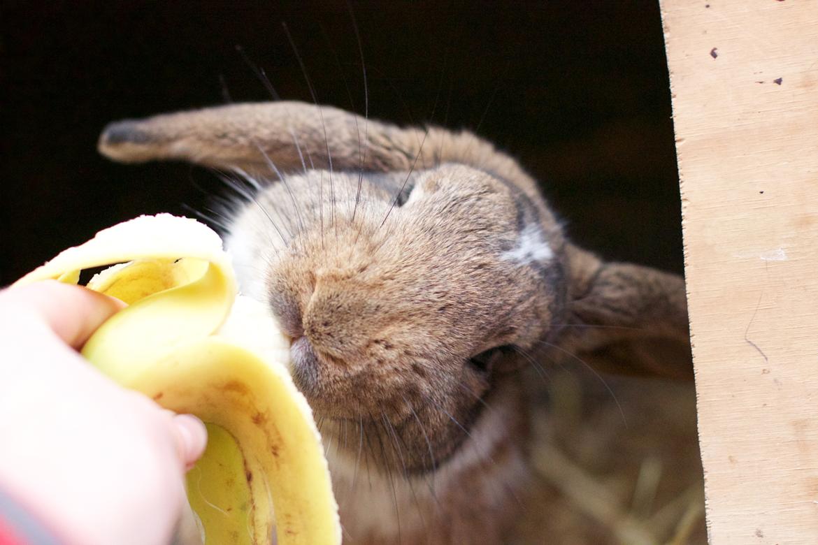 Kanin Zincerellas High Sparrow billede 3