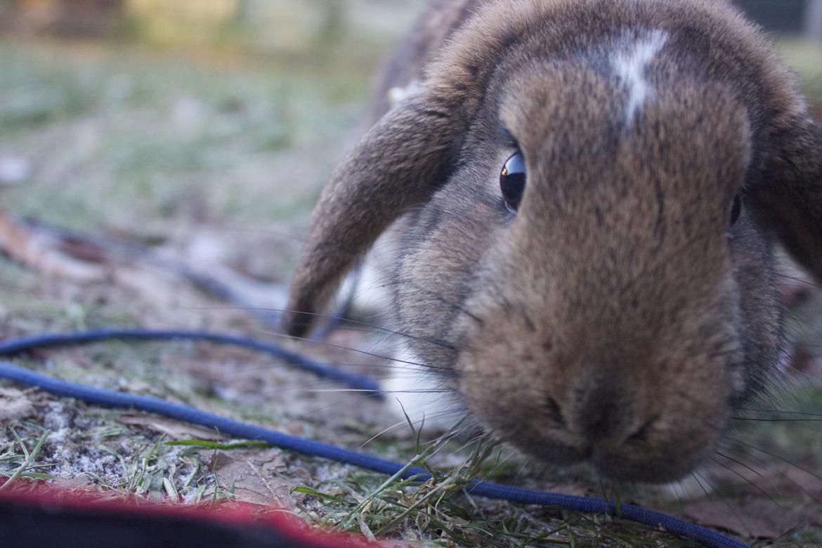 Kanin Zincerellas High Sparrow billede 10