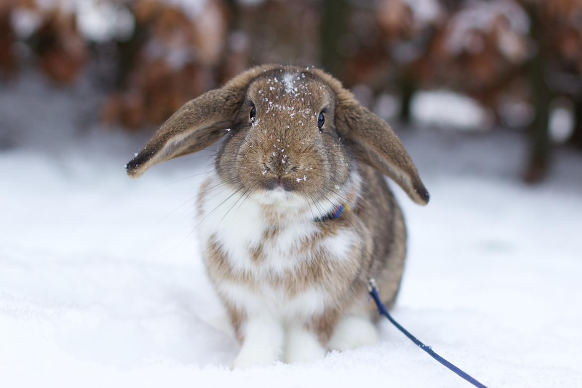 Kanin Zincerellas High Sparrow billede 1