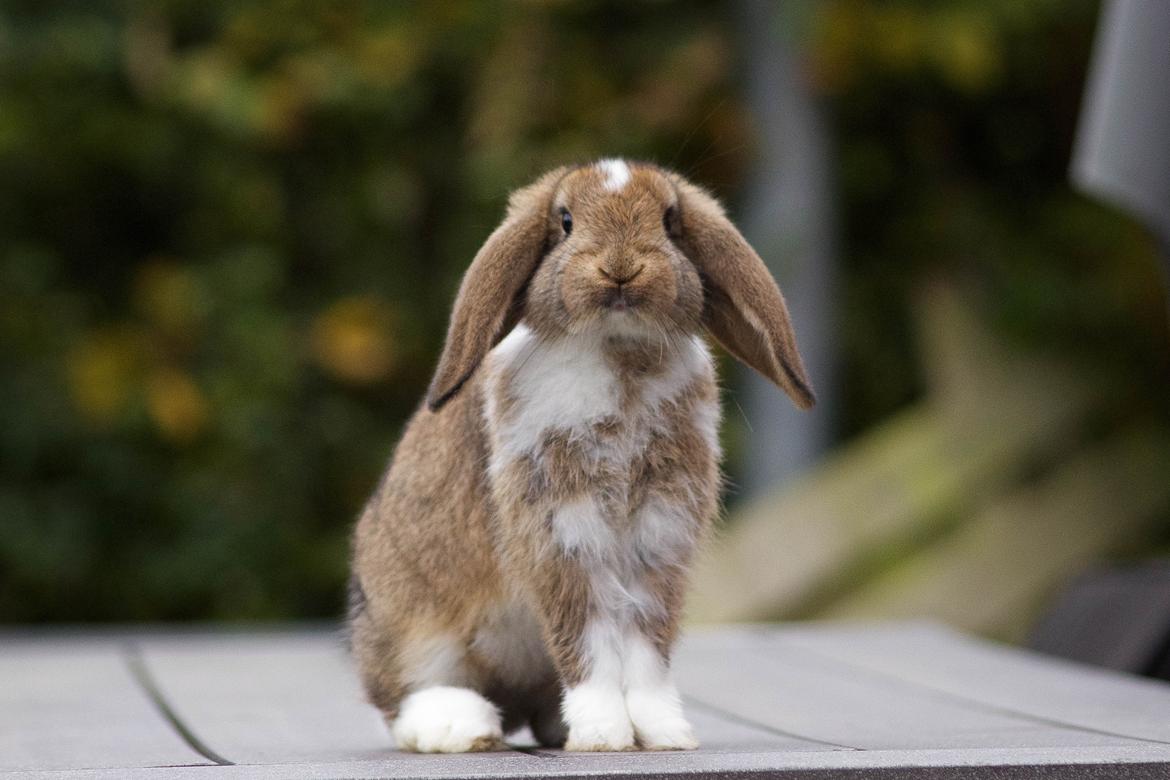 Kanin Zincerellas High Sparrow billede 13