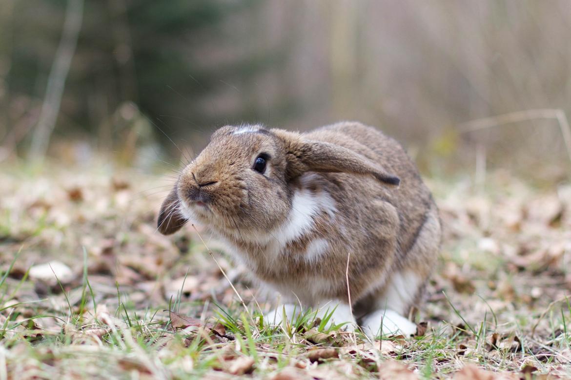 Kanin Zincerellas High Sparrow billede 4