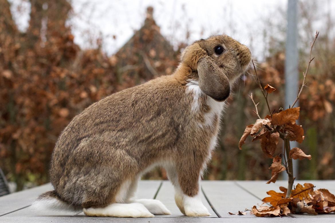 Kanin Zincerellas High Sparrow billede 12