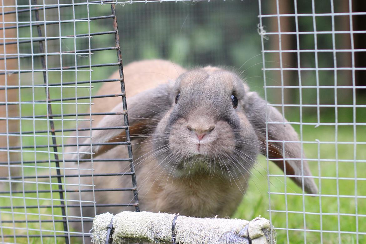 Kanin Sundahls Goat Boy billede 3