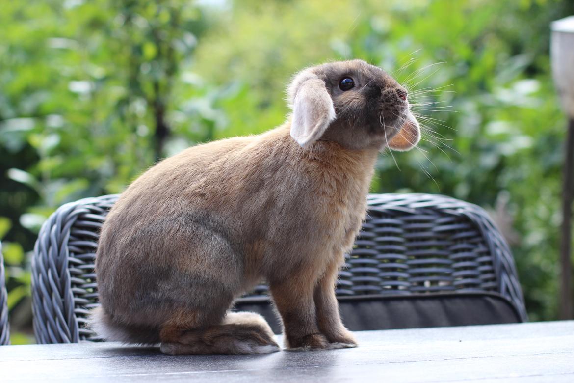 Kanin Sundahls Goat Boy billede 4