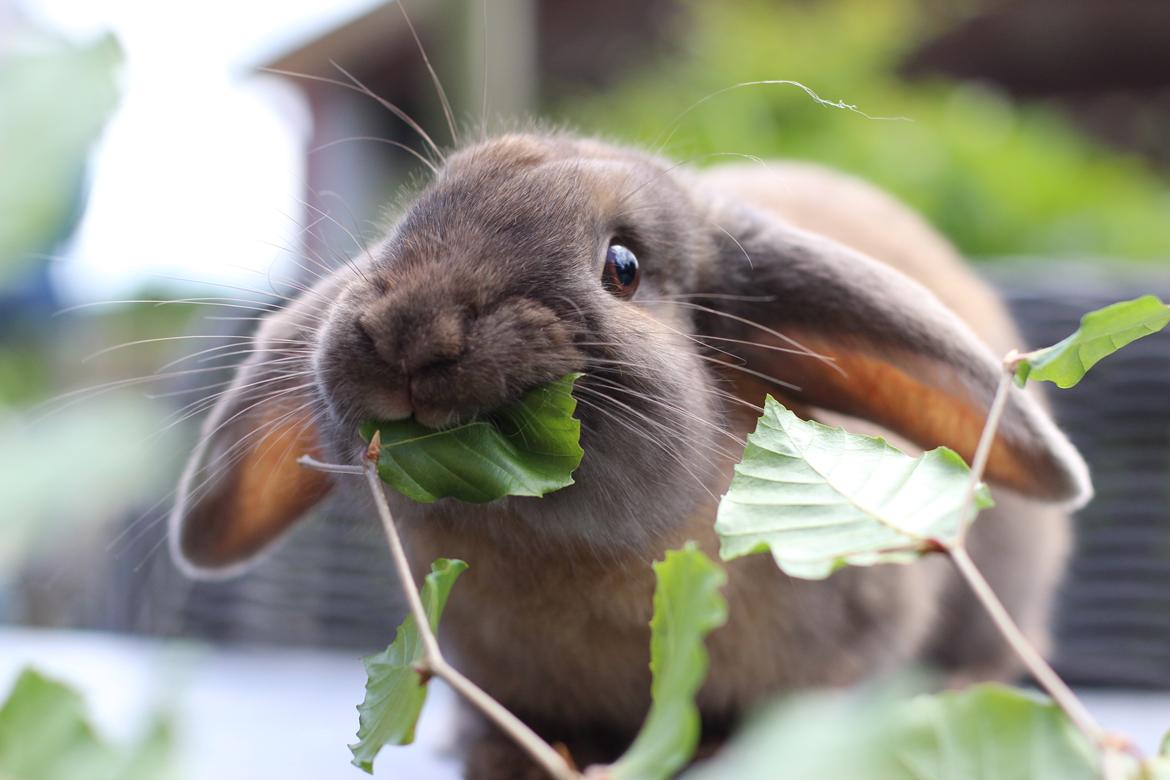 Kanin Sundahls Goat Boy billede 1