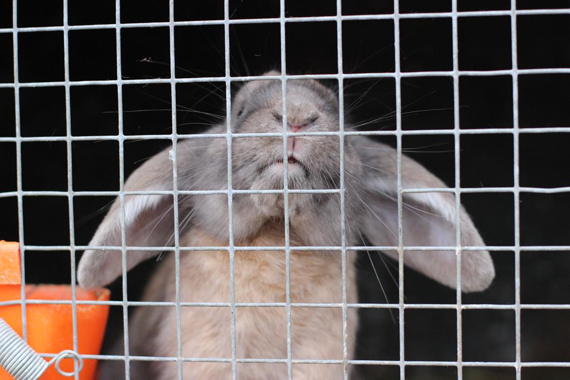 Kanin Sundahls Goat Boy billede 6