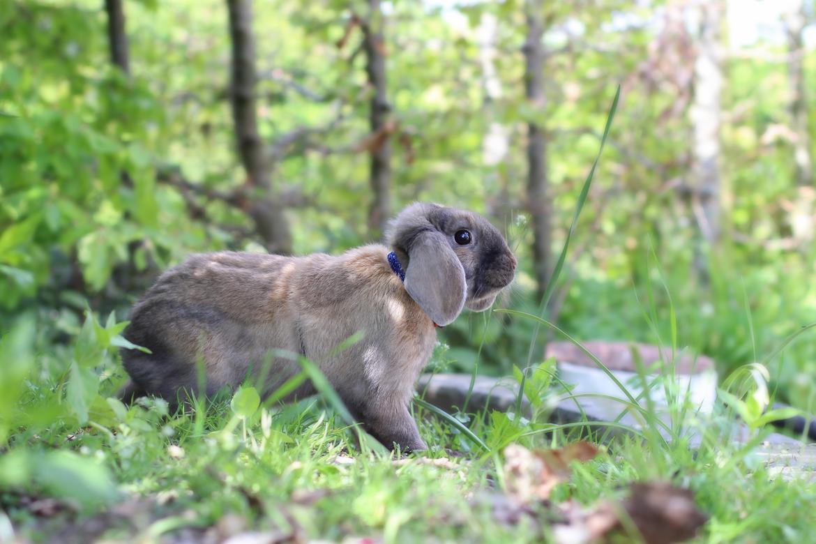 Kanin Sundahls Goat Boy billede 7