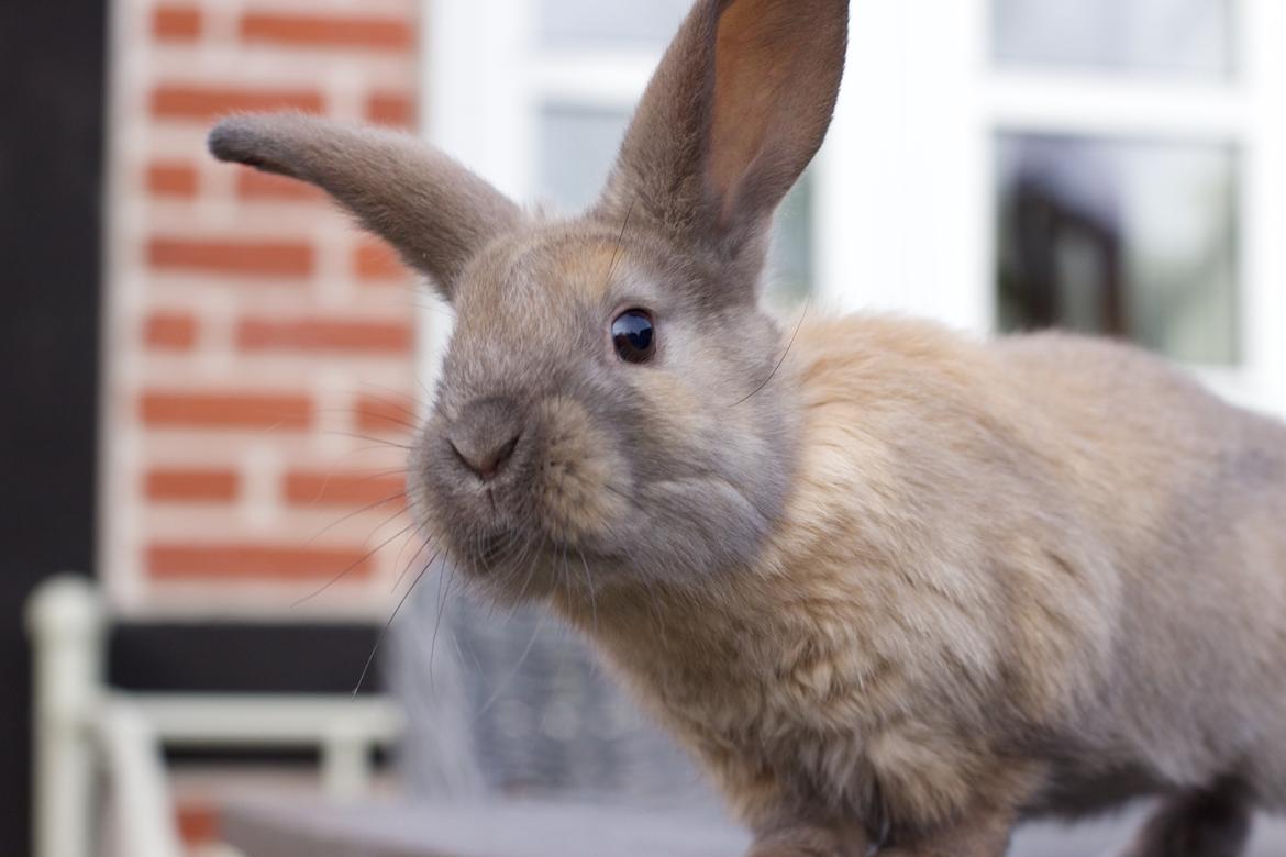 Kanin Sundahls Goat Boy billede 8