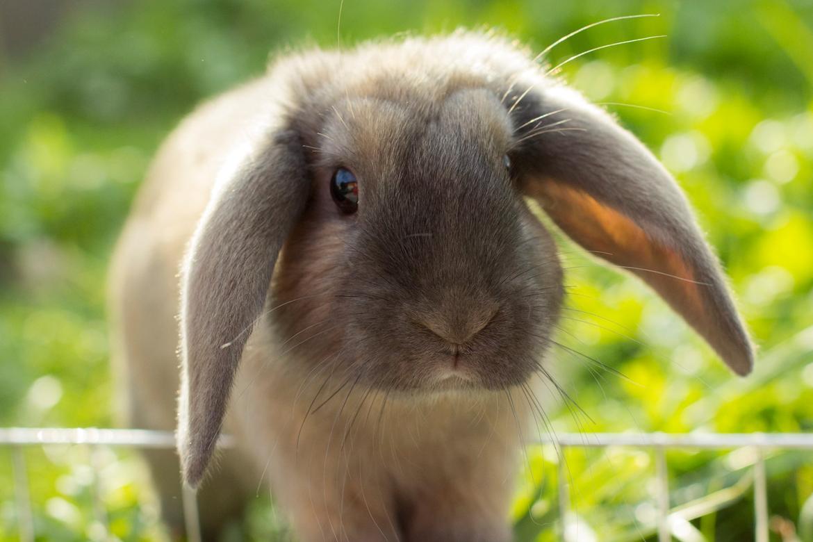 Kanin Sundahls Goat Boy billede 5