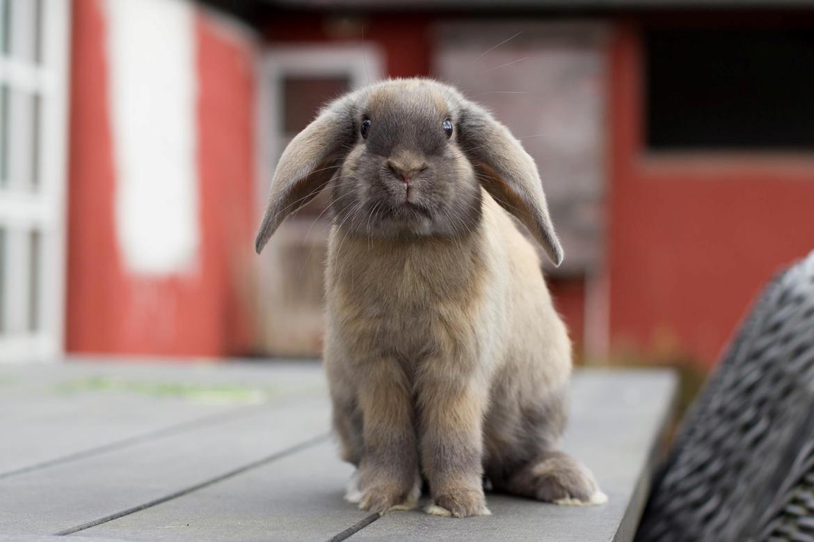 Kanin Sundahls Goat Boy billede 2