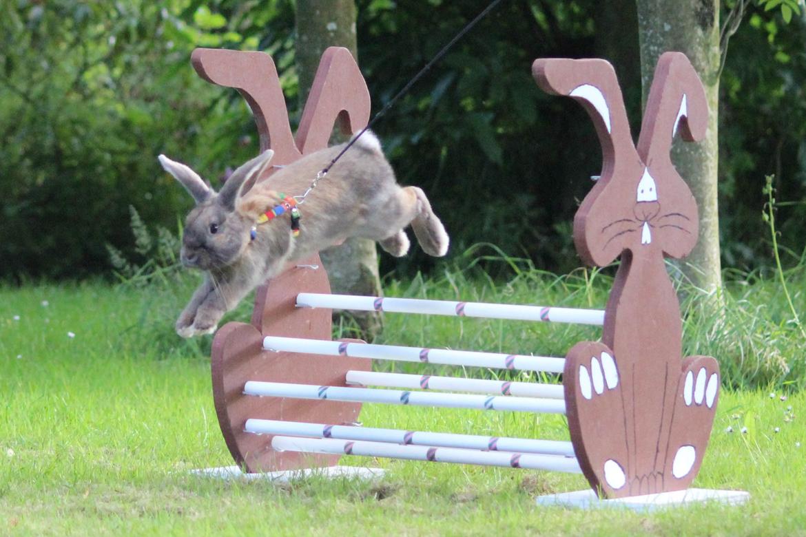 Kanin Sundahls Goat Boy billede 9