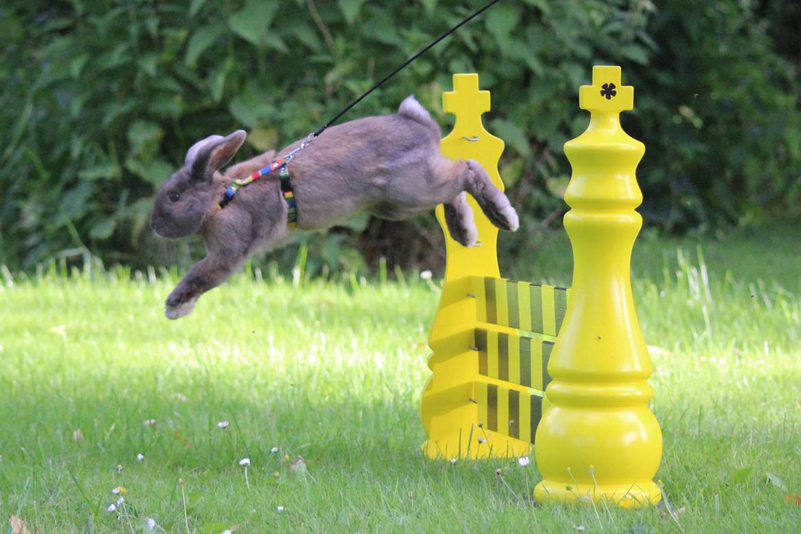 Kanin Sundahls Goat Boy billede 10