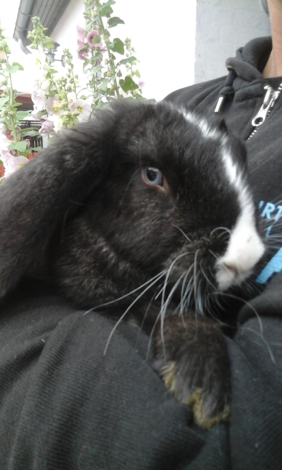 Kanin Fransk Vædder Furby billede 1