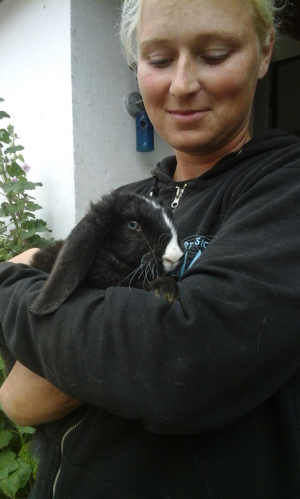 Kanin Fransk Vædder Furby billede 7