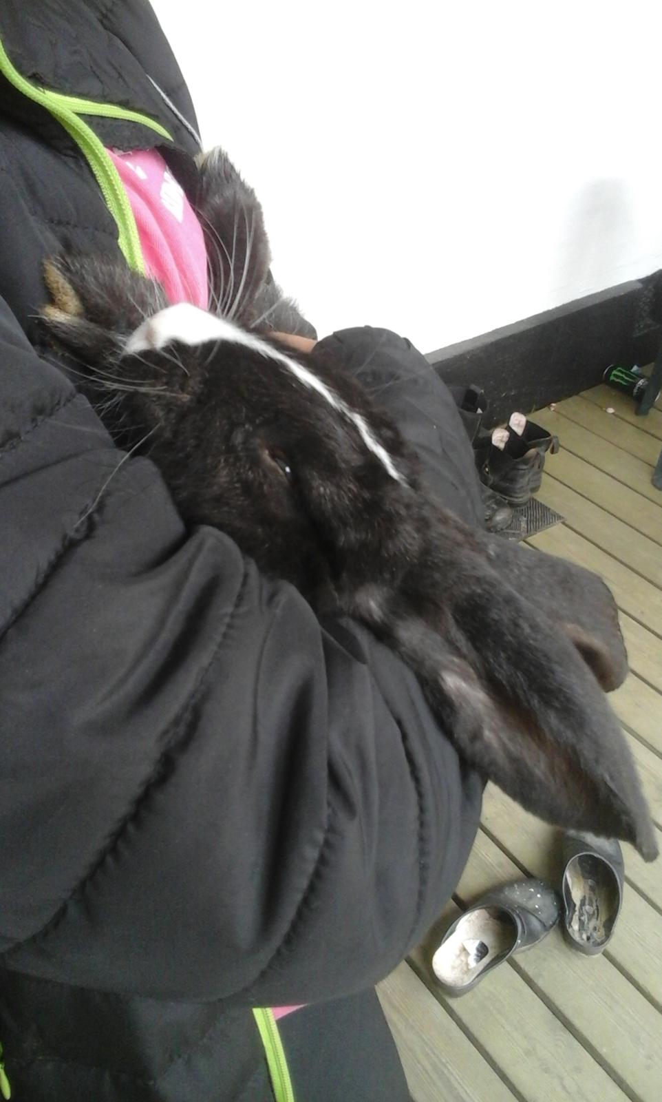 Kanin Fransk Vædder Furby billede 8