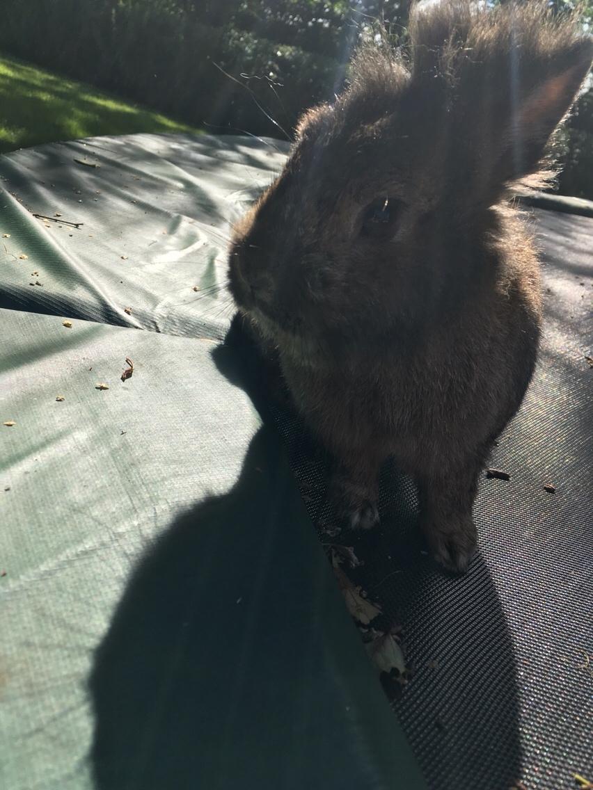 Kanin Gilbert billede 1