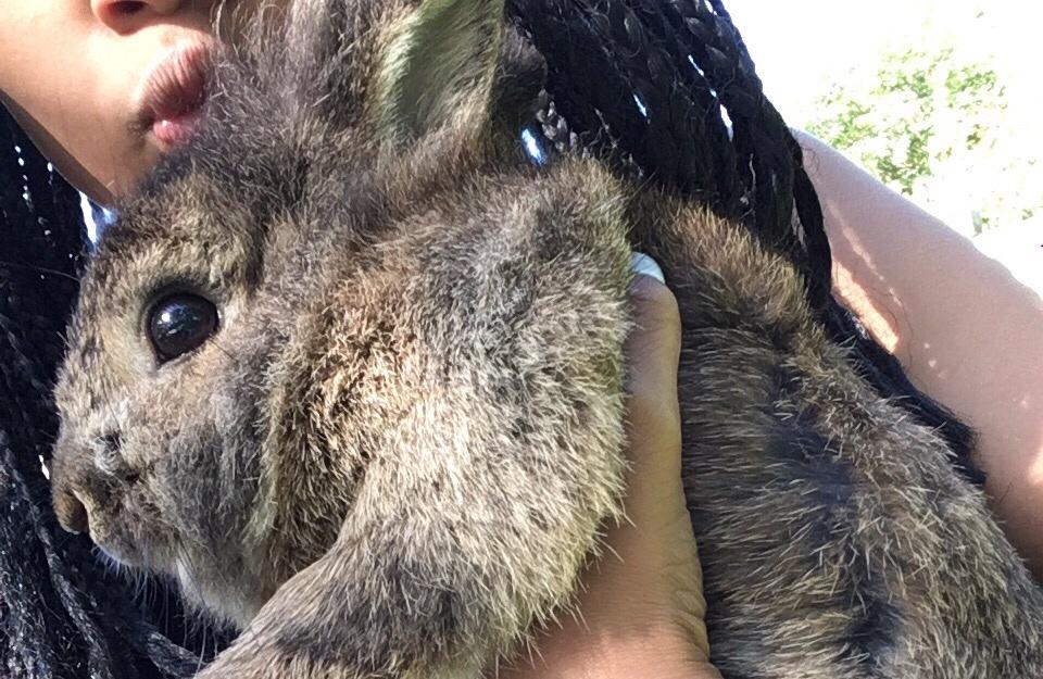 Kanin Gilbert billede 2