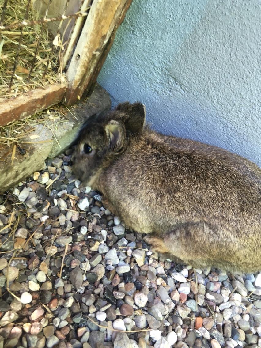 Kanin Gilbert billede 3