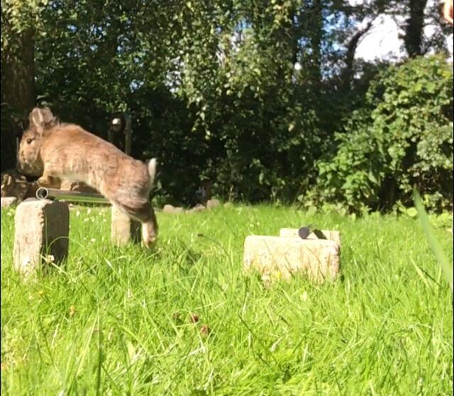 Kanin Gilbert billede 4