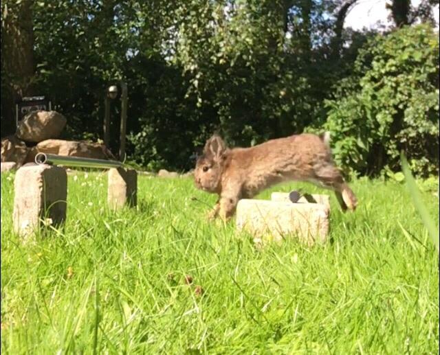 Kanin Gilbert billede 5