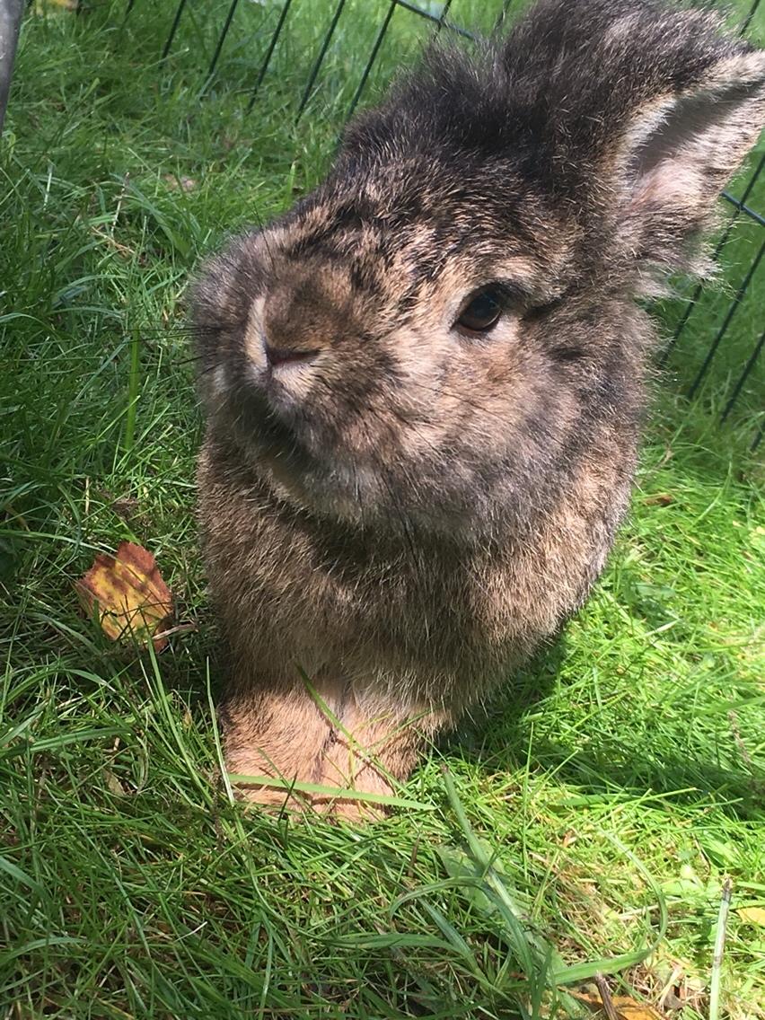 Kanin Gilbert billede 6