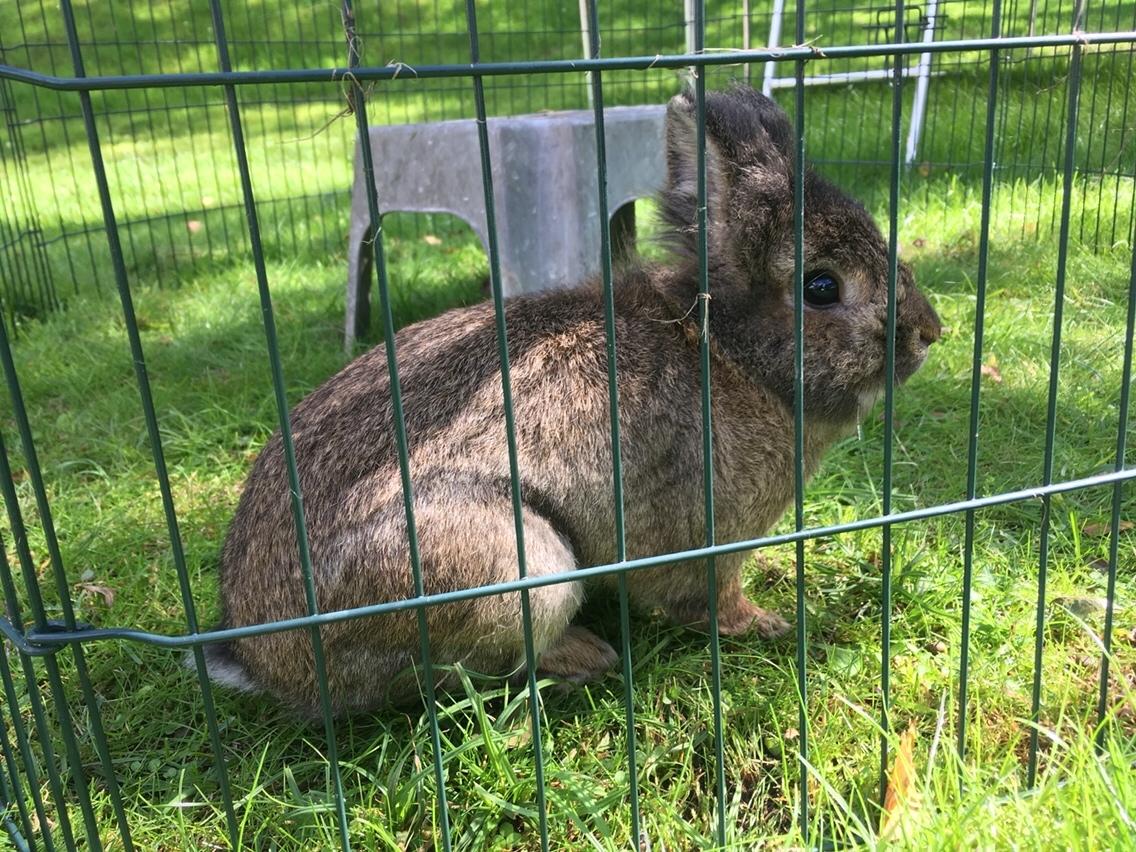 Kanin Gilbert billede 7