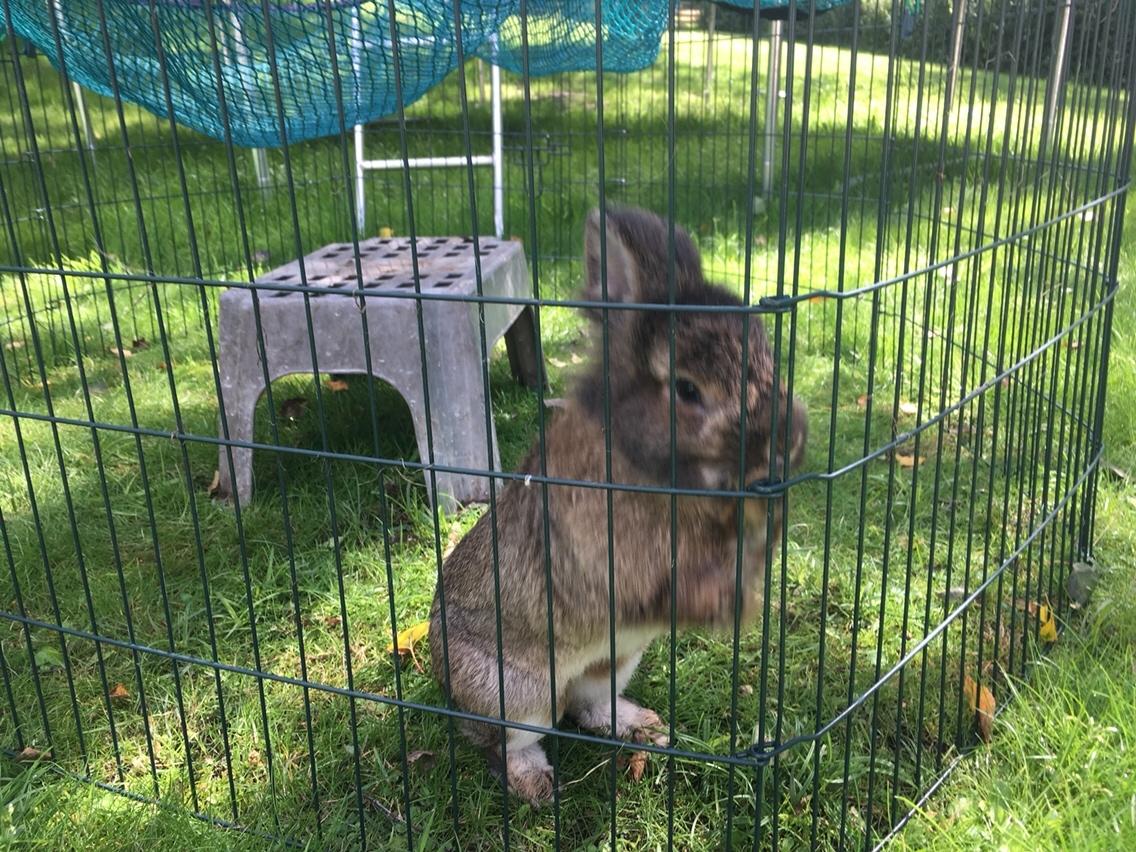 Kanin Gilbert billede 8