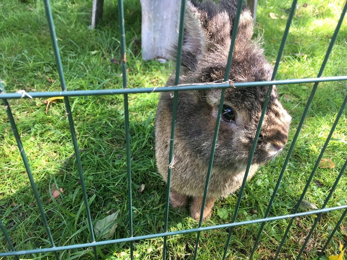 Kanin Gilbert billede 9