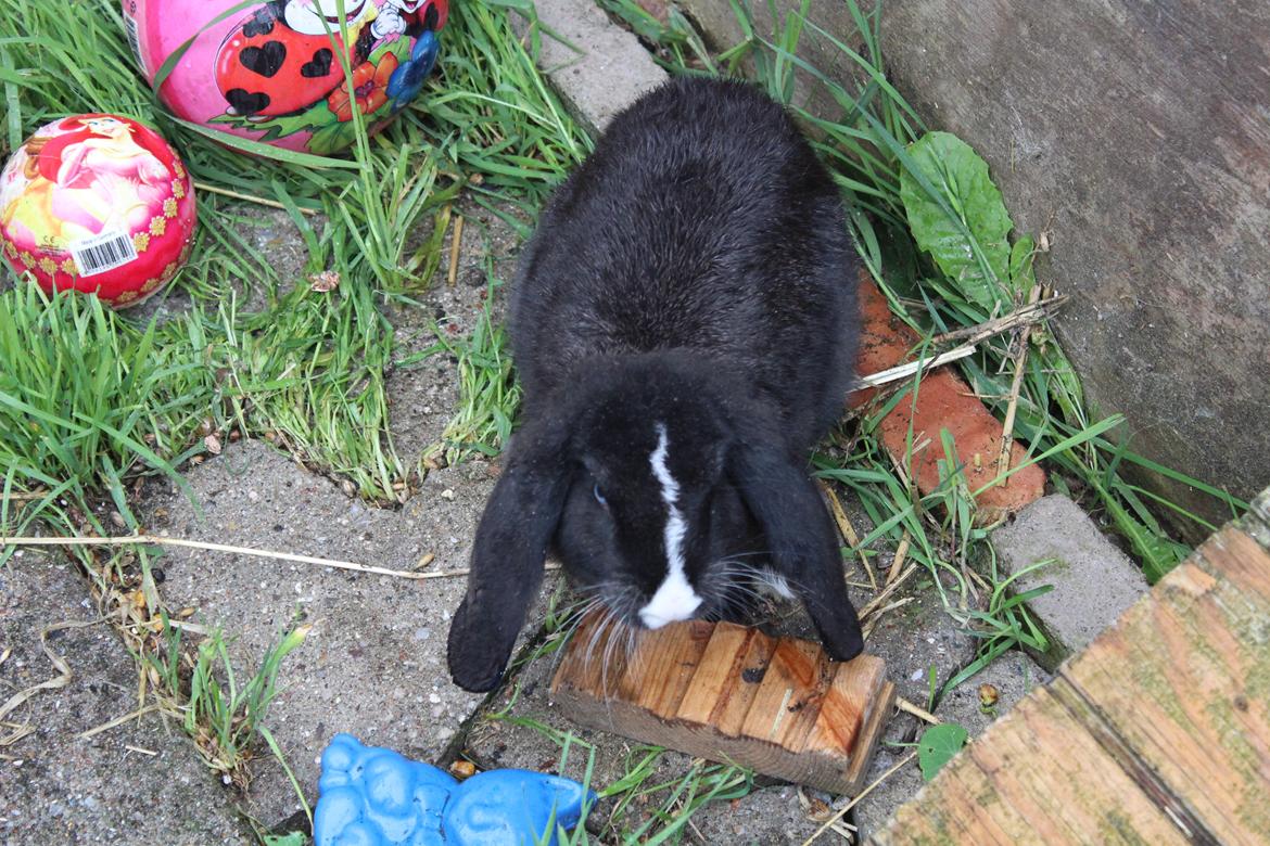 Kanin Fransk Vædder Furby billede 9