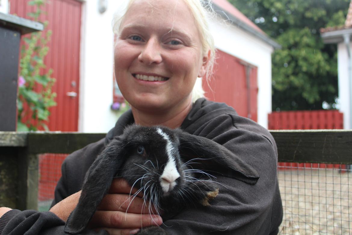 Kanin Fransk Vædder Furby billede 10