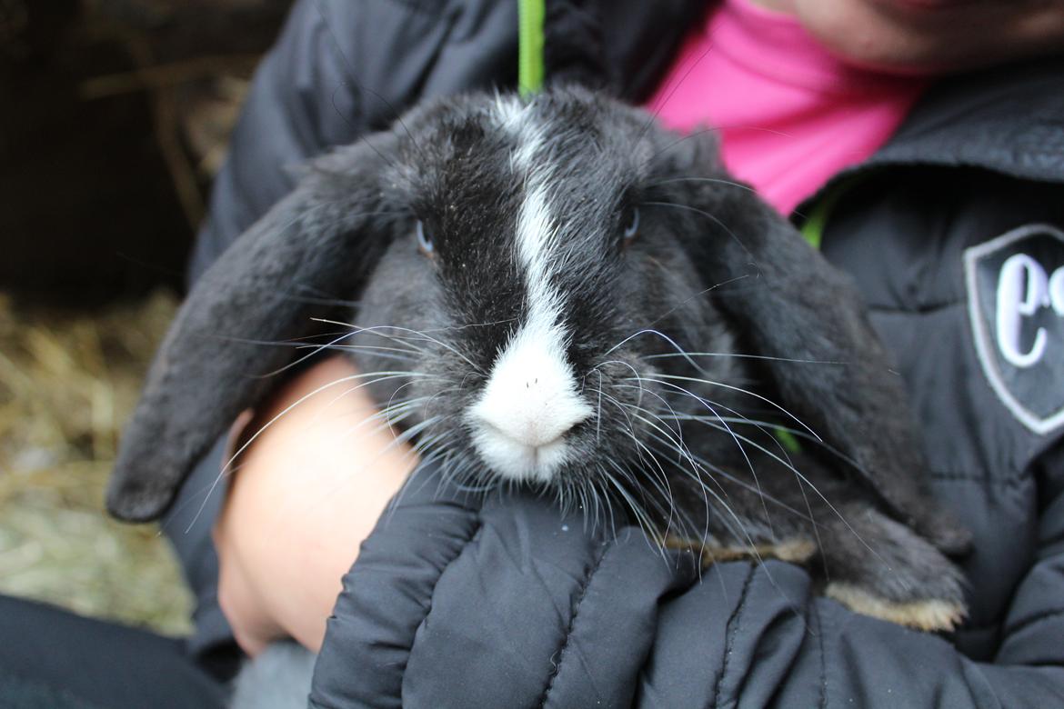 Kanin Fransk Vædder Furby billede 12