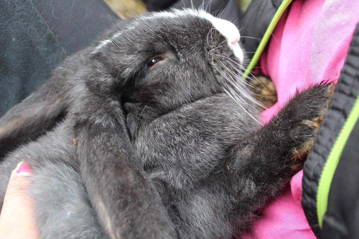 Kanin Fransk Vædder Furby billede 13