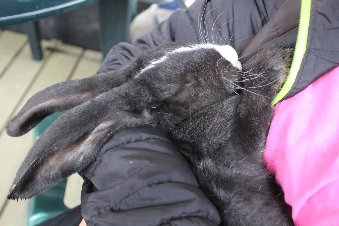 Kanin Fransk Vædder Furby billede 11