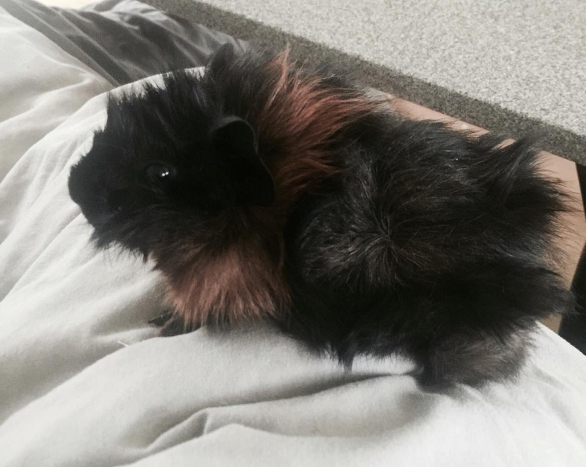 Marsvin Franz billede 1