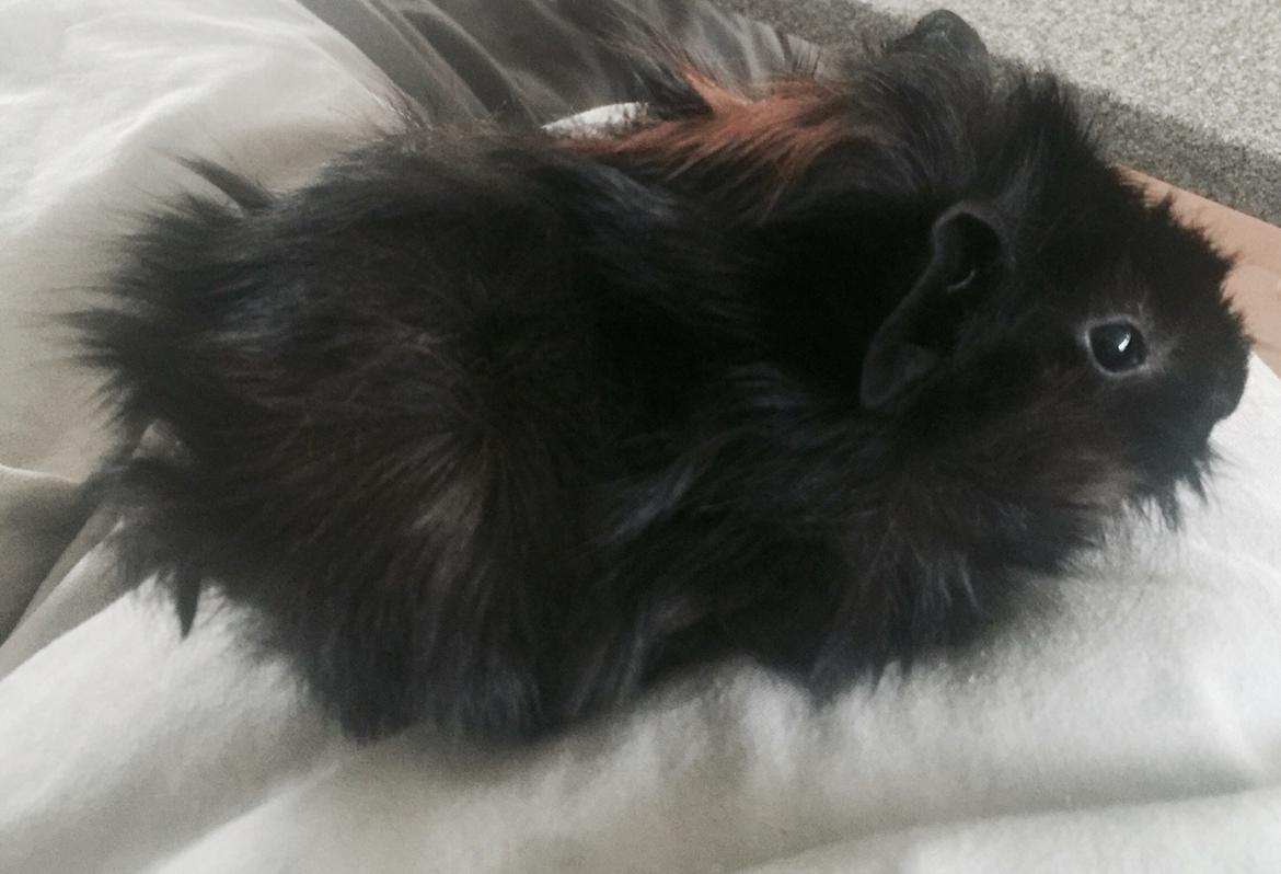 Marsvin Franz billede 2