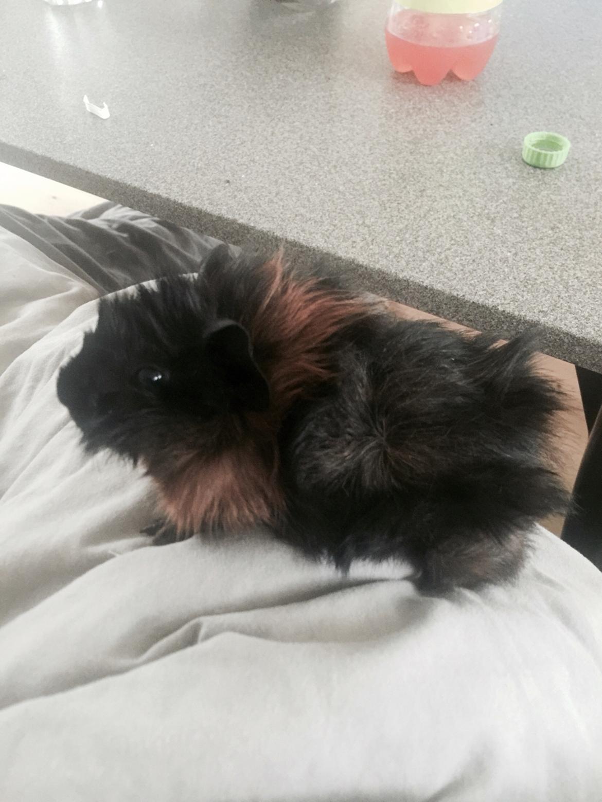 Marsvin Franz billede 3