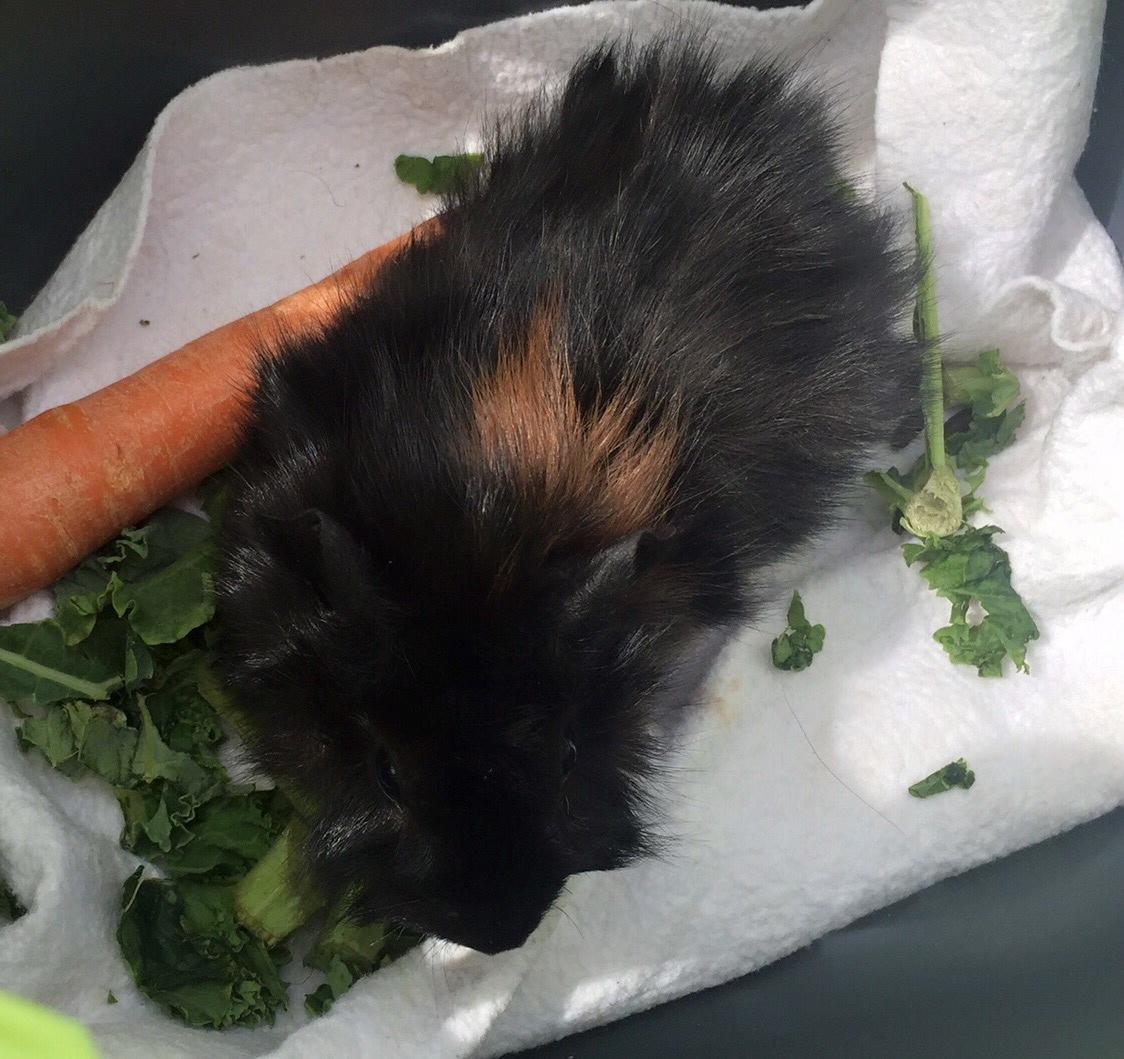 Marsvin Franz billede 4