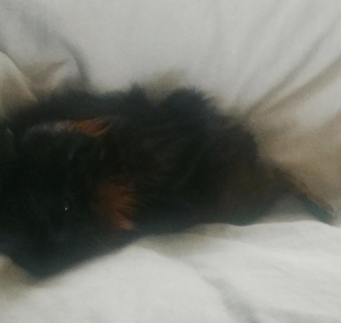 Marsvin Franz billede 5