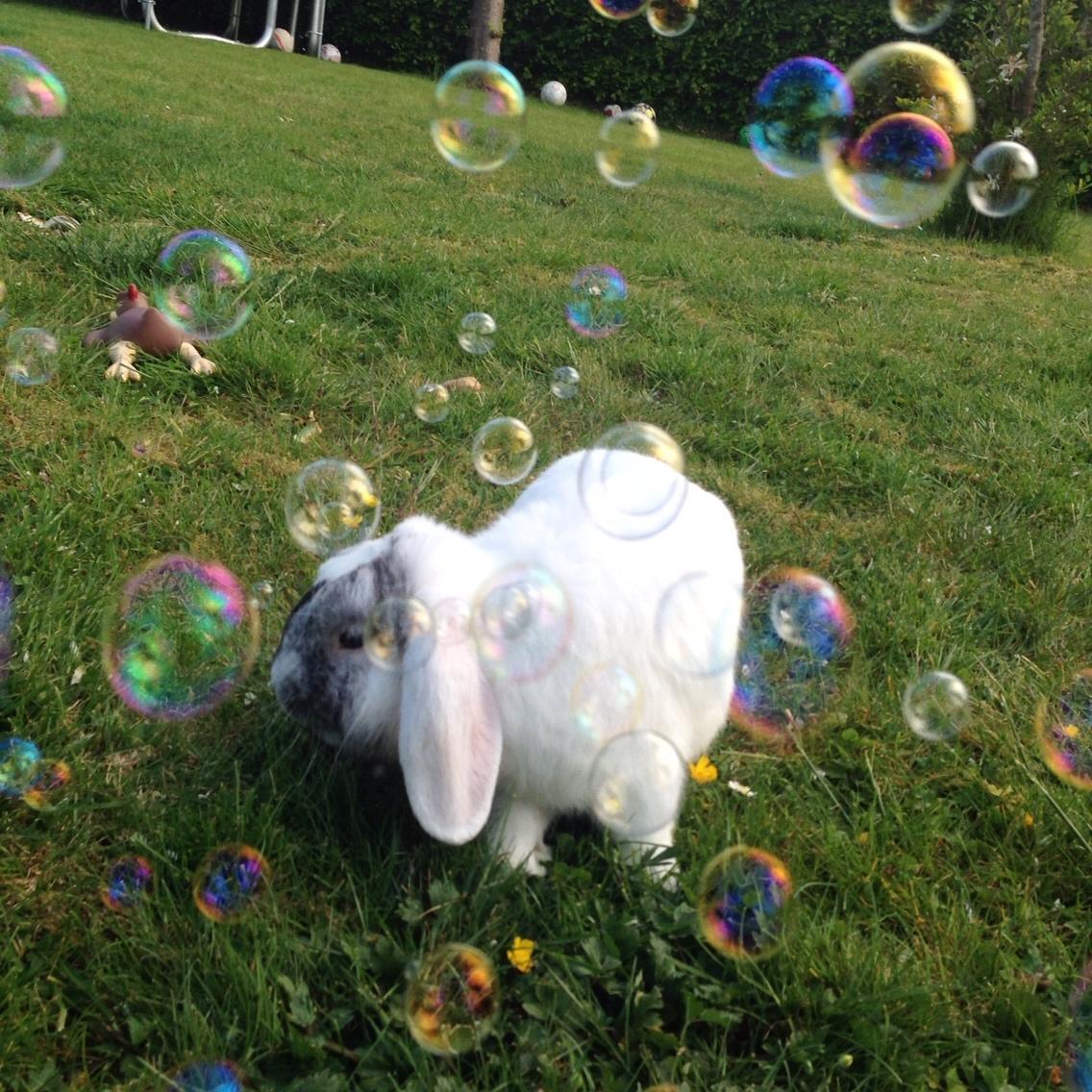 Kanin Chartie's Neuschwanstein Agent 007 billede 12