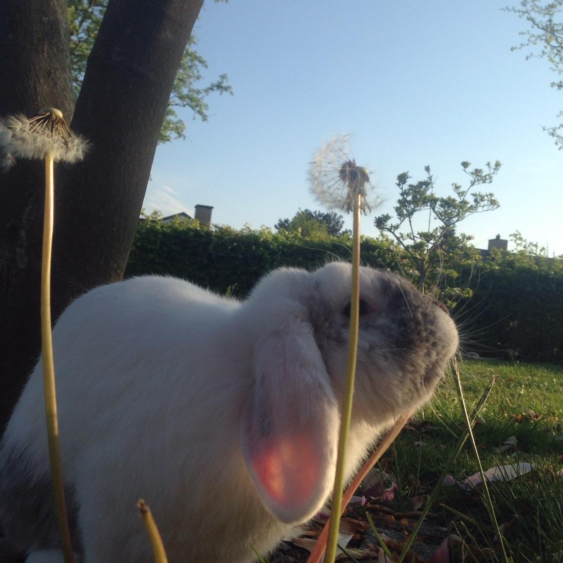 Kanin Chartie's Neuschwanstein Agent 007 billede 15