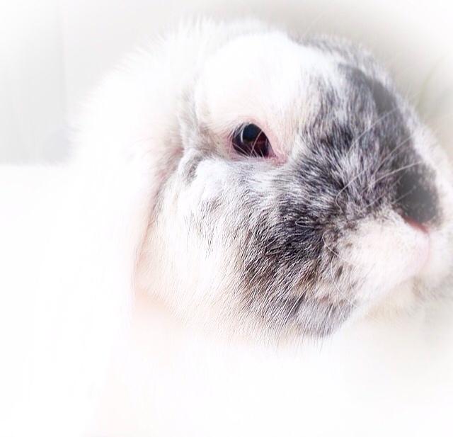 Kanin Chartie's Neuschwanstein Agent 007 billede 16