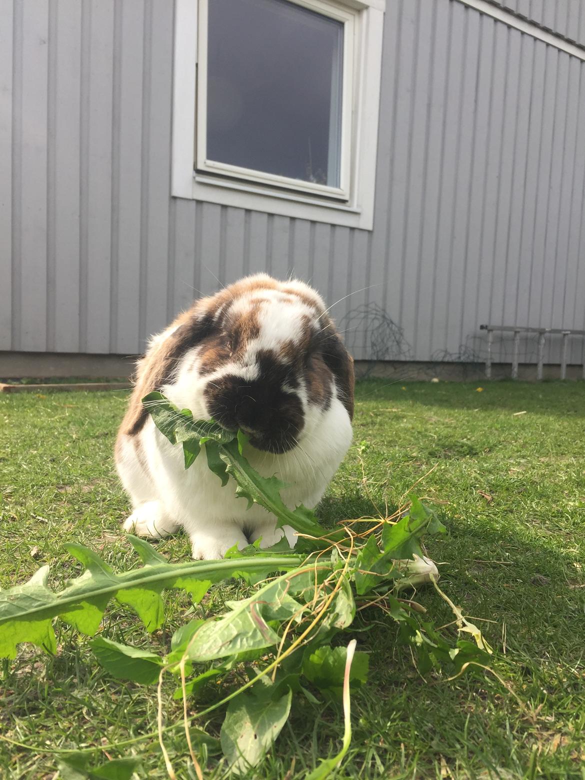 Kanin VÆDDER BLANDING Louis billede 6