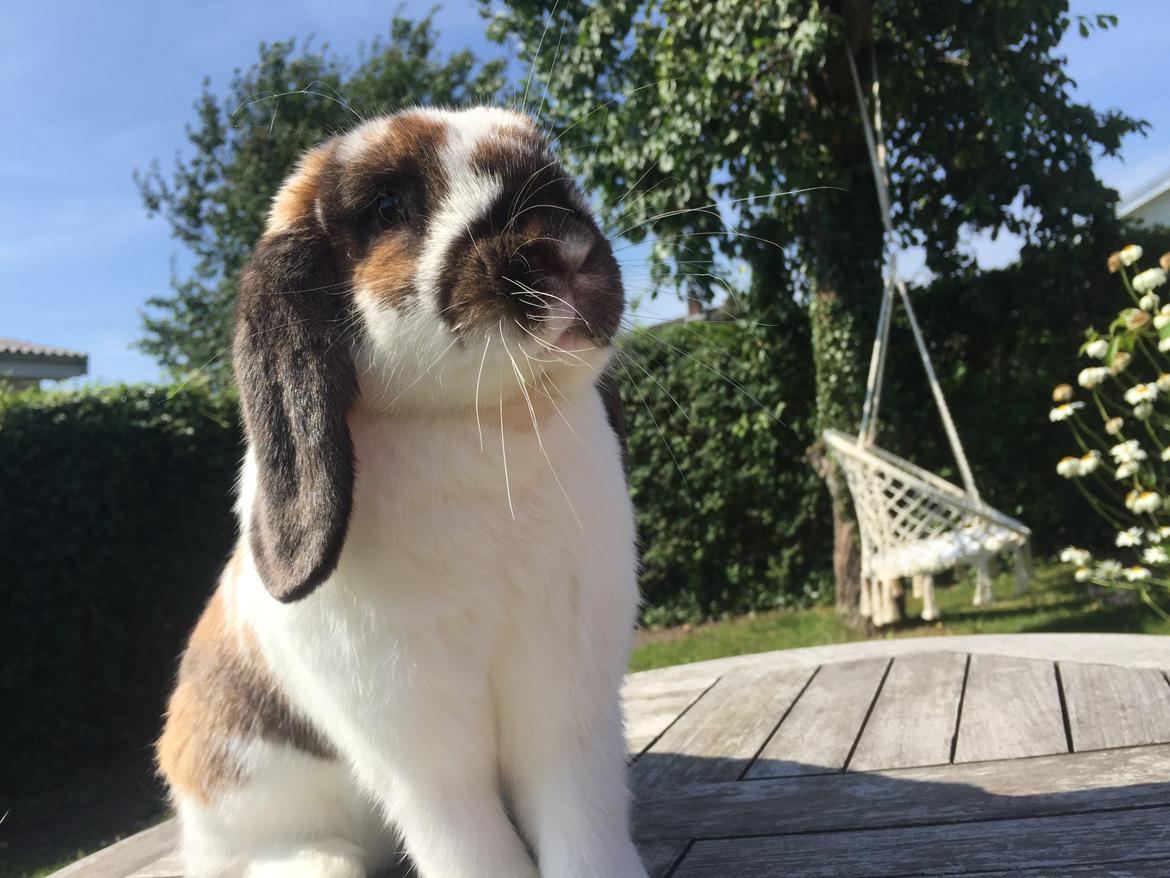 Kanin VÆDDER BLANDING Louis billede 7