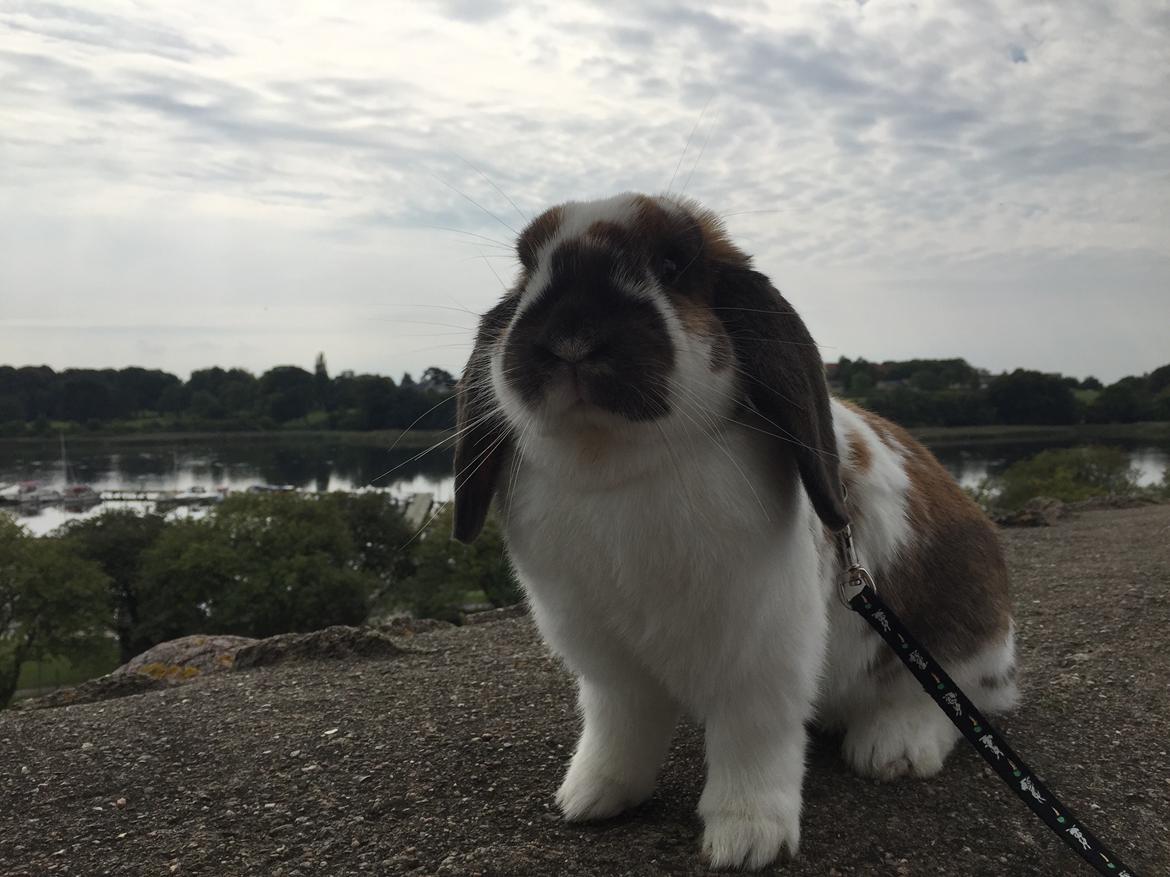 Kanin VÆDDER BLANDING Louis billede 10