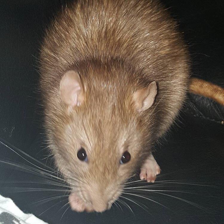 Tamrotte Jamie R.I.P billede 21