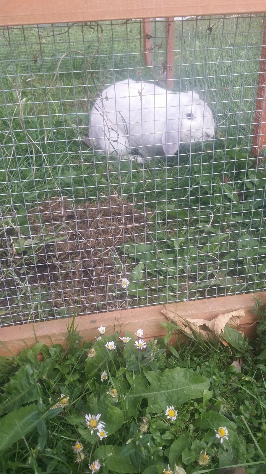 Kanin snebold billede 10